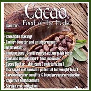 Theobroma chocolate food of the gods